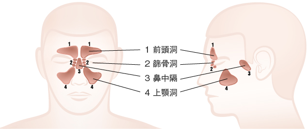 鼻の構造