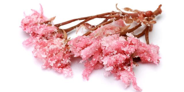 桜は見て良し、食べても良し!桜の塩漬けの効能と簡単レシピ《栄養士解説》