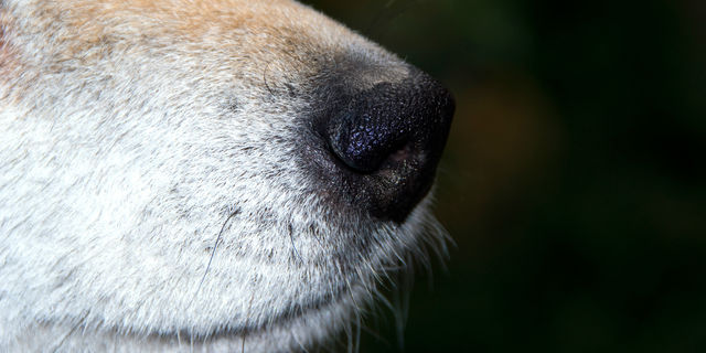 ほぼ100%嗅ぎ分ける!? がん探知犬が反応する“がんのにおい”とは