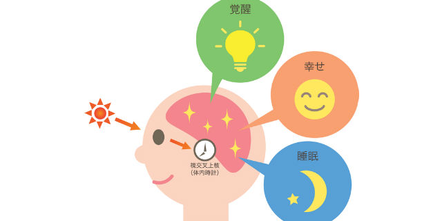 体内時計のメカニズム