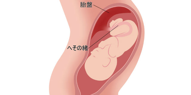 胎盤や羊水