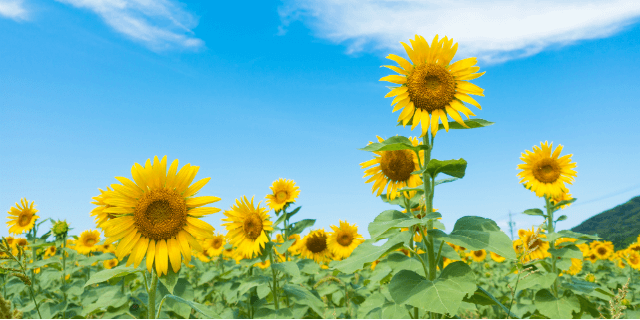 【熱中症に注意】症状や対策など気になる疑問を解決!