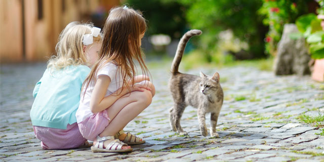 猫ビギナー必見!ネコミュニケーションの取り方~基本編~