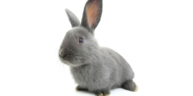 ウサギを飼いたい…!はじめてウサギを飼うとき知っておきたいこと