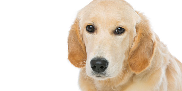 獣医おすすめ!健康効果が高い犬猫ベスト3 ペットと健康寿命の密接な関係