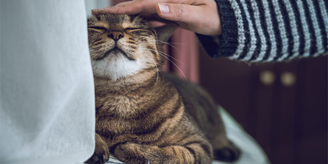 獣医おすすめ!健康効果が高い犬猫ベスト3 ペットと健康寿命の密接な関係